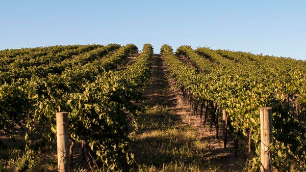 UC Riverside’s Nathaniel Gabor and colleague formulate a vision for the field in a perspective article